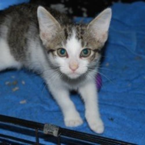 Hamish (Pre-Adoption Available)