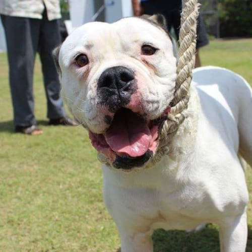 Peanut Butter  Adoption Pending