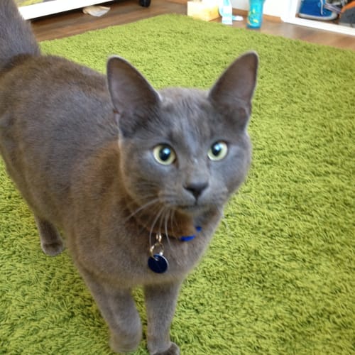Smokey (BnC302) 