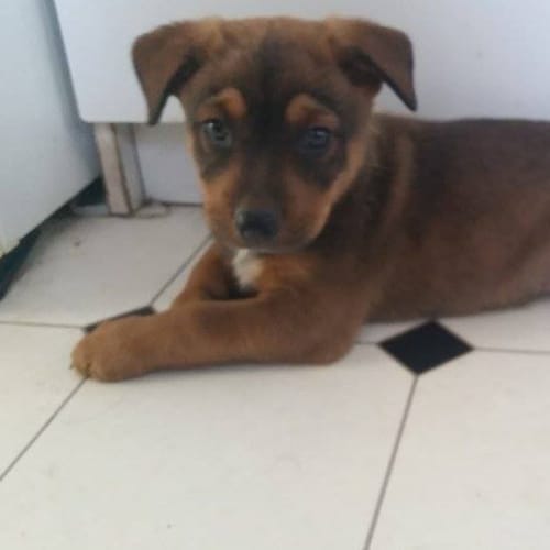 Levi (adoption pending)