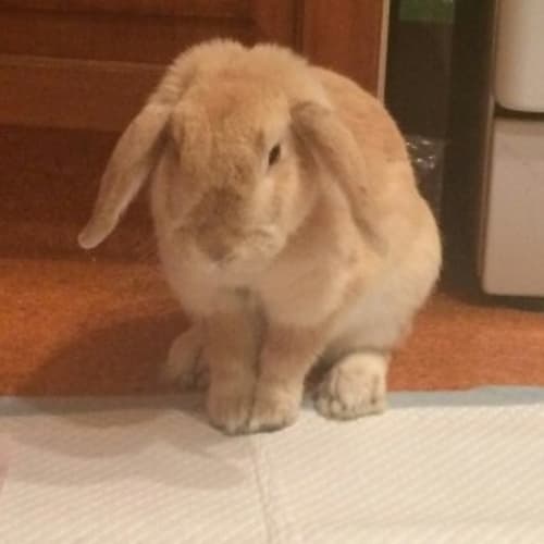 Honeybunny Mini Lop 