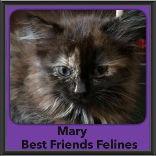 Mary 