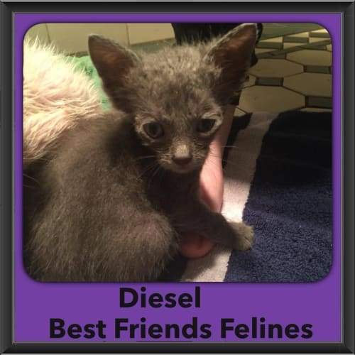Diesel 
