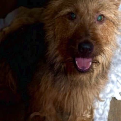 Benji the gorgeous young Aussie Terrier