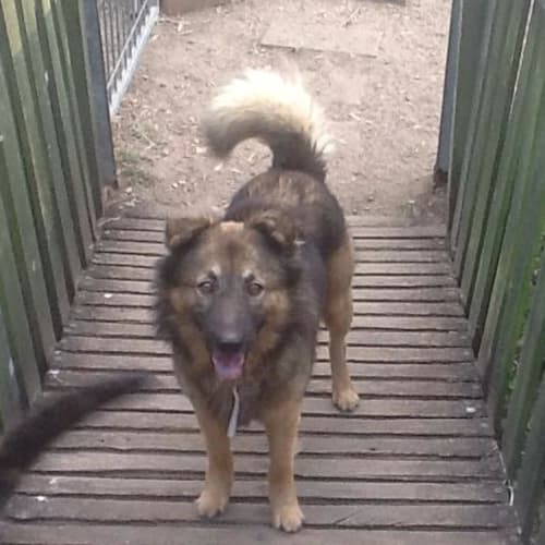 Presley (adoption pending)