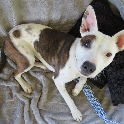 Chuck ~ Staffy X (trial 21/11/15)