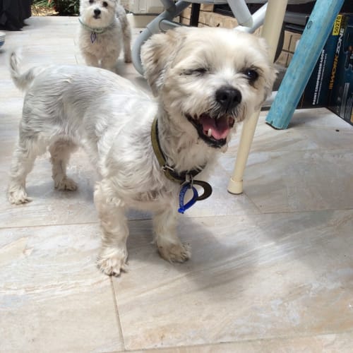 Milo ~ Maltese x Shih Tzu (trial 5/11/15)