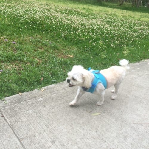 Mozart ~ senior Shih Tzu cross (trial 9/11/15)