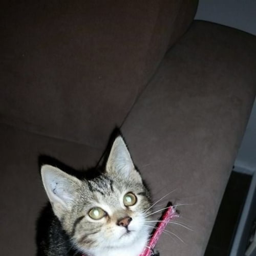 Molly