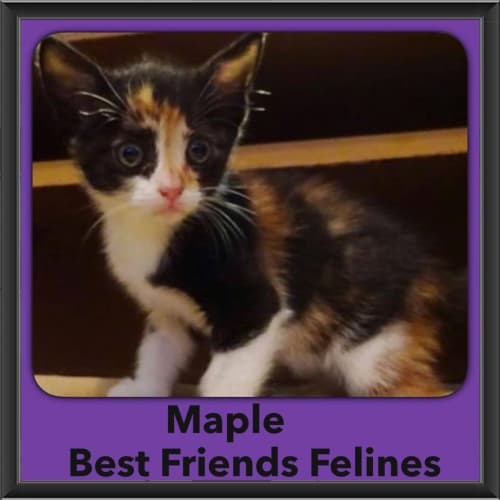 Maple 