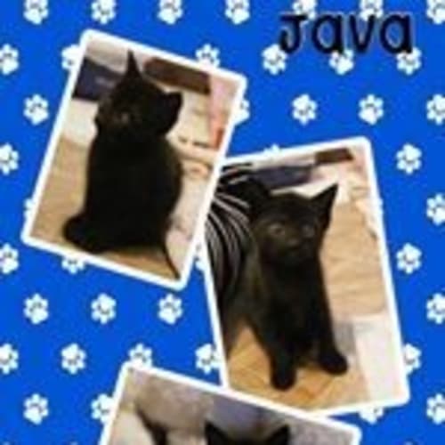Java