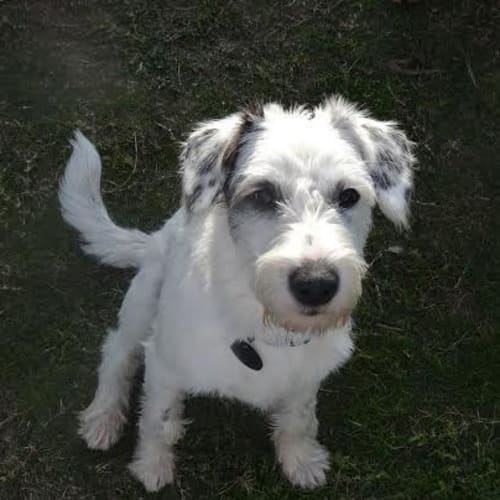 Hamish DL1064