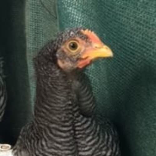 Meep Meep
