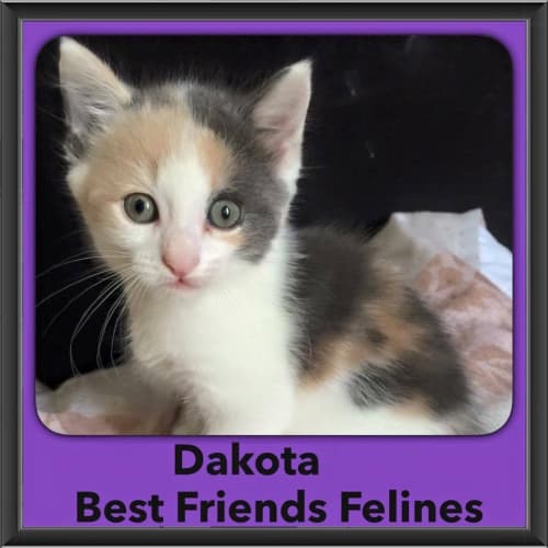 Dakota 
