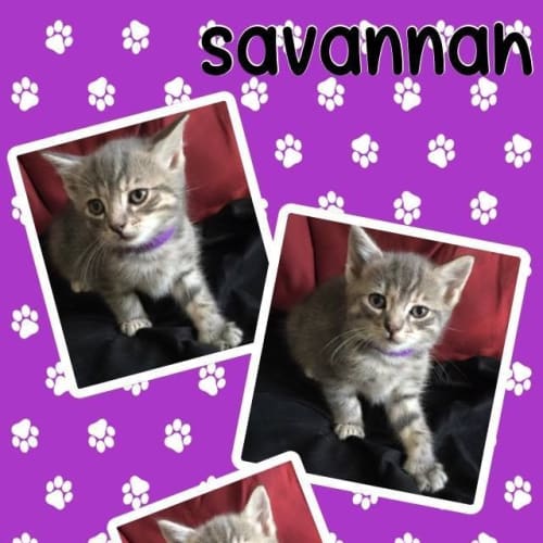 Savannah 