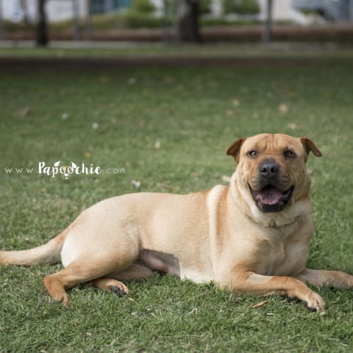 Stevie  *Adoption Pending*