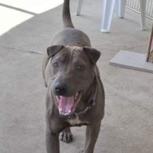 No photo for Bailey ** A Handsome Pup **