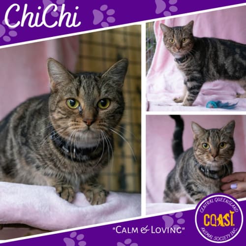 ChiChi