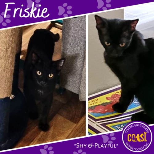 Friskie