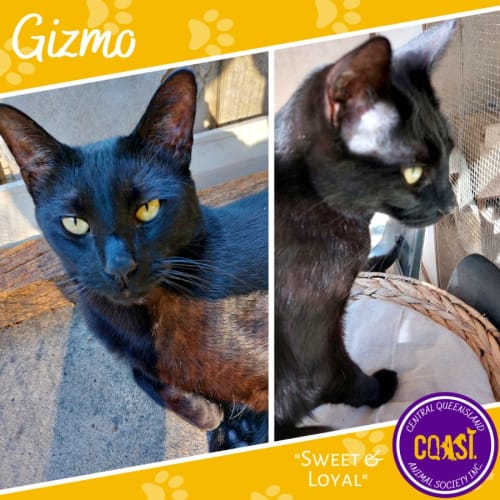 Gizmo