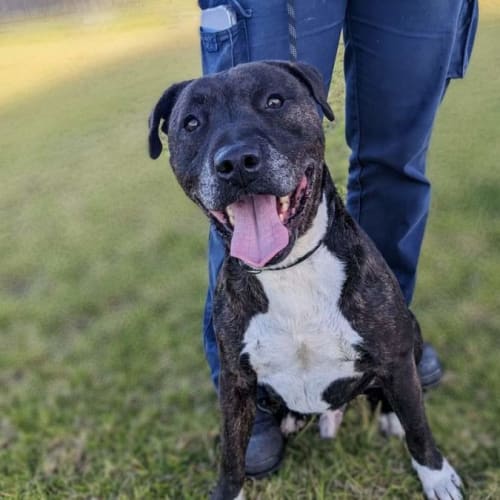 Sir Lancelot (imp. 300)