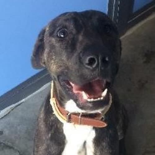 Pedro