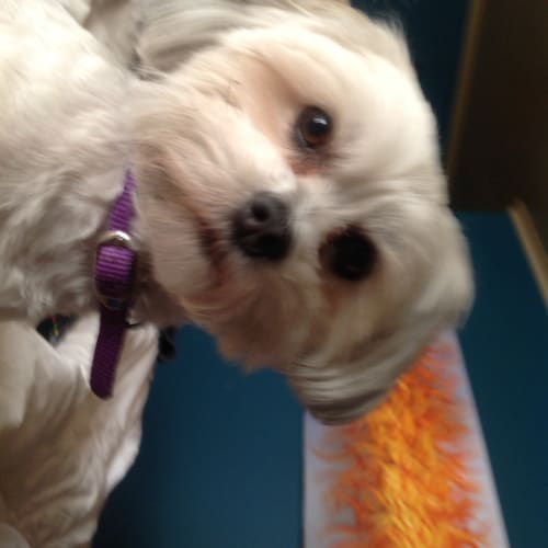 Little Coco one of a beautiful duo 