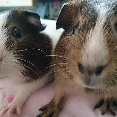 Almond and Chinchilla