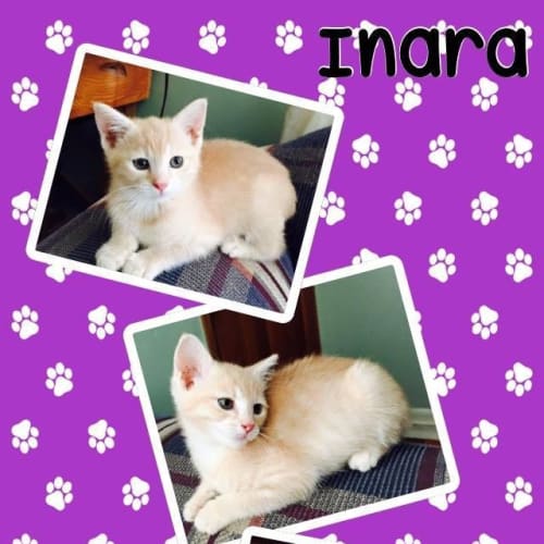 Inara 