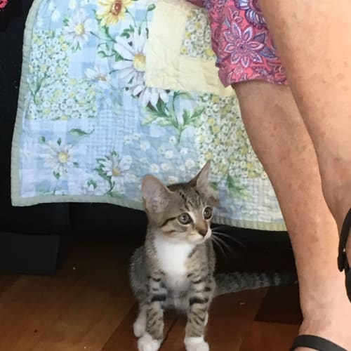 CnP Rescue Kitten - Chewy 