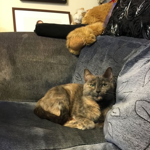Nala