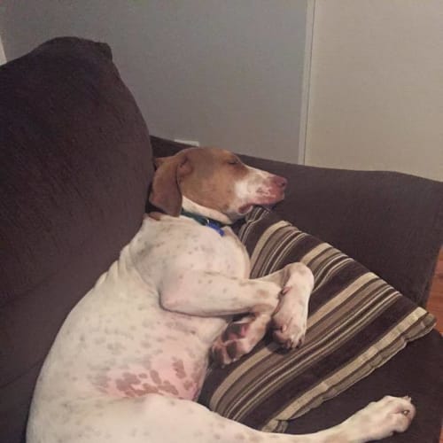 Bruce ~ Bull Arab ~ Puppy (On Trial 29/2/16)