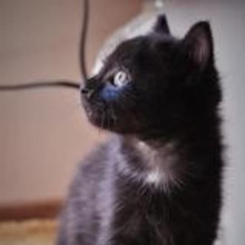Precious Ava is searching for a home