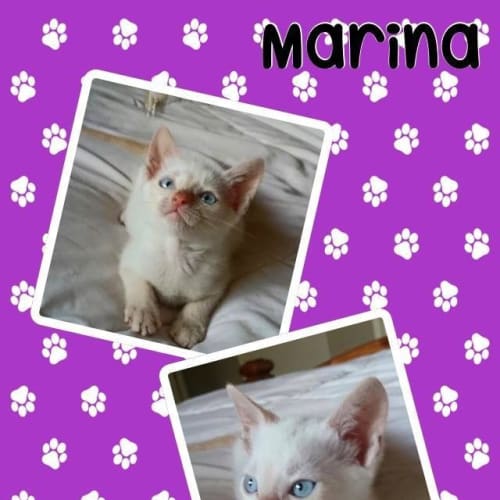 Marina 