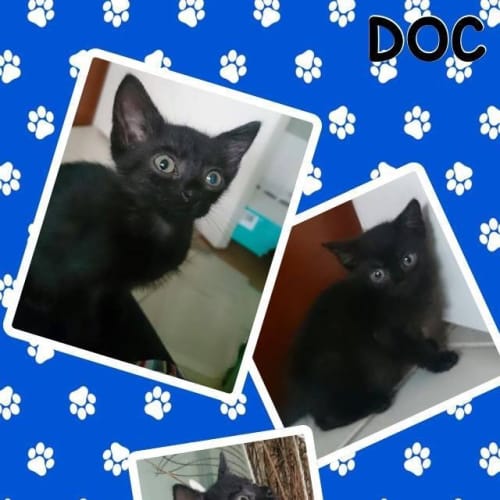Doc