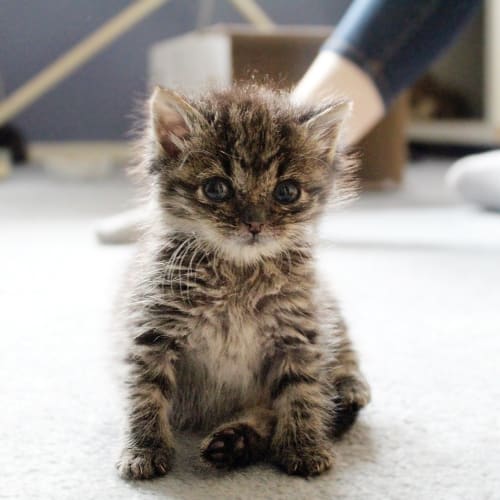 Rocket