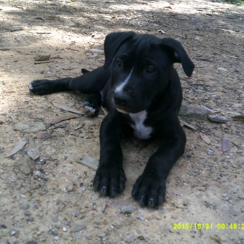 Hank "Adoption pending"