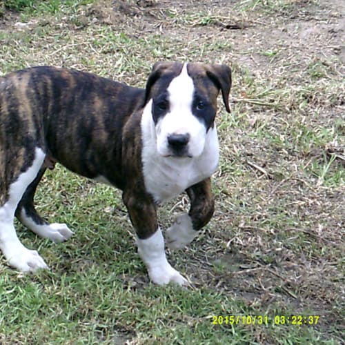 Gus "Adoption Pending"