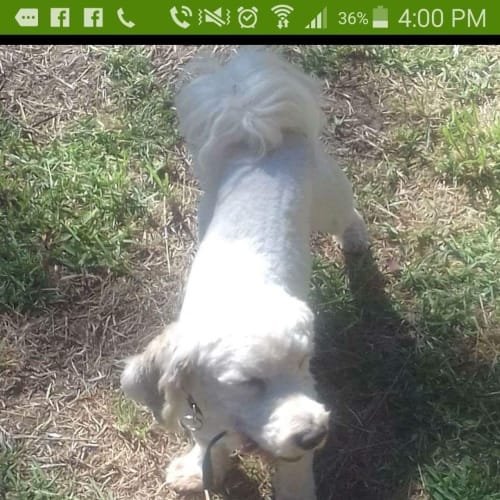 Rocky (Cat/Dog/Child Friendly)