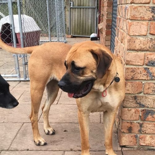Peggy Sue (Dog/Child Friendly)