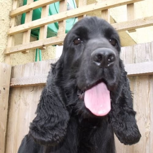 Murphy ~ purebred Cocker Spaniel (trial 14/11/15)