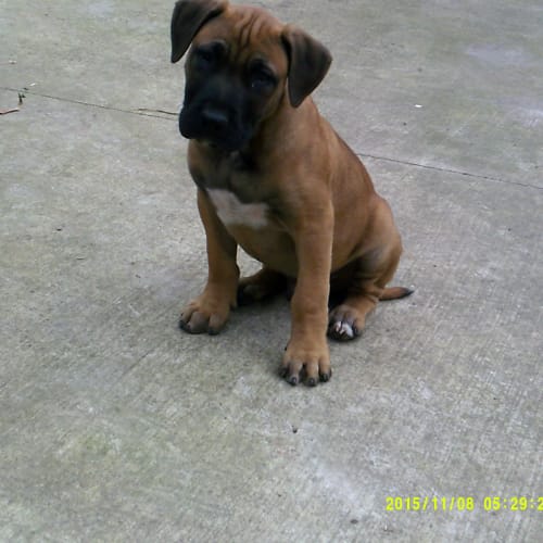 Lyon "Adoption Pending"