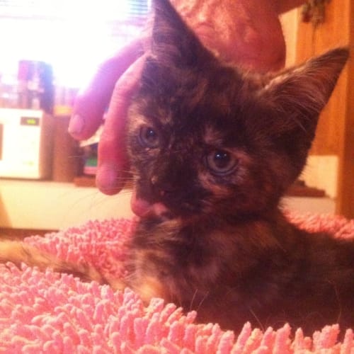 Fudge