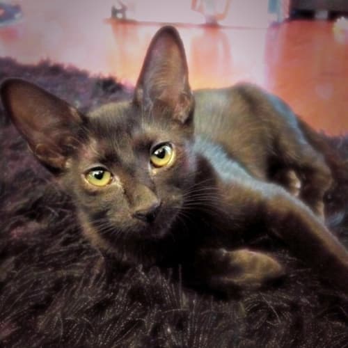 Scarlet  Adoption Pending