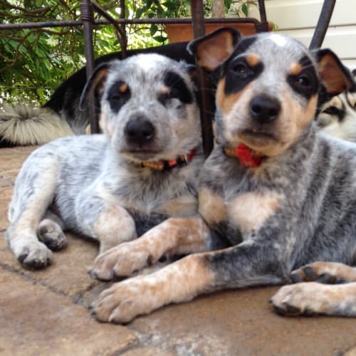 Washington (Dog Friendly)