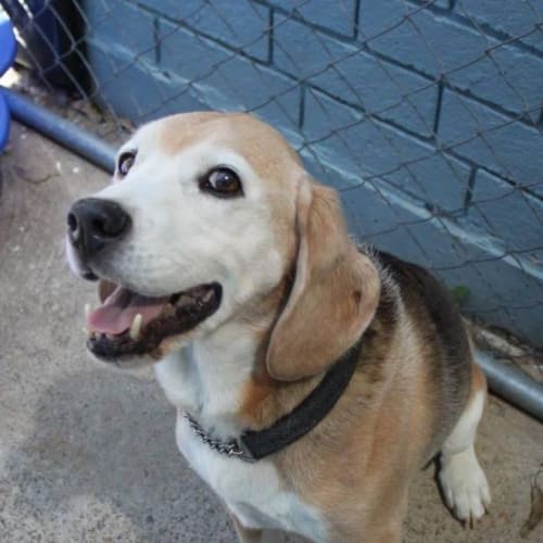 Ben