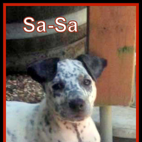 Sa-Sa ~ Dalmatian X Puppy (trial 15/11/15)