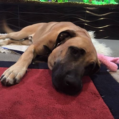 Chevy ~ Great Dane x Mastiff (trial 22/11/15)