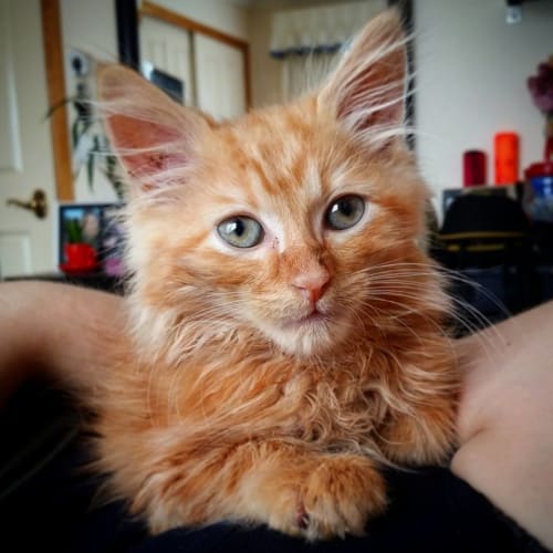 Theodore 
