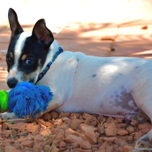 Chook (Bed43023) *Adopted*